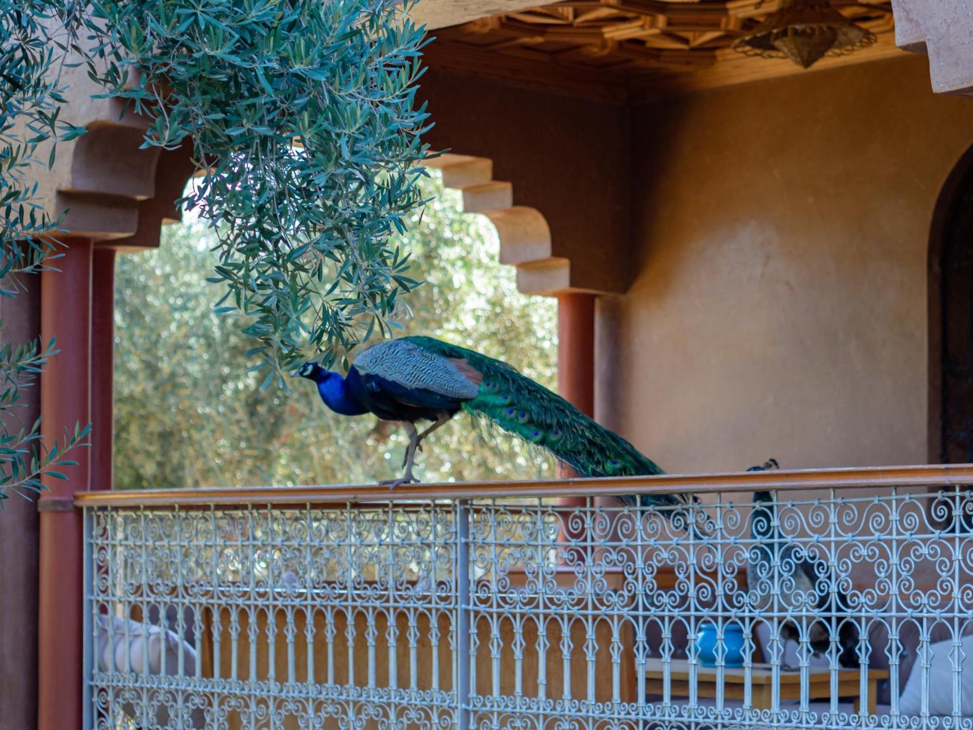 Ferme Sidi Safou & Spa Marrakesh Exterior photo