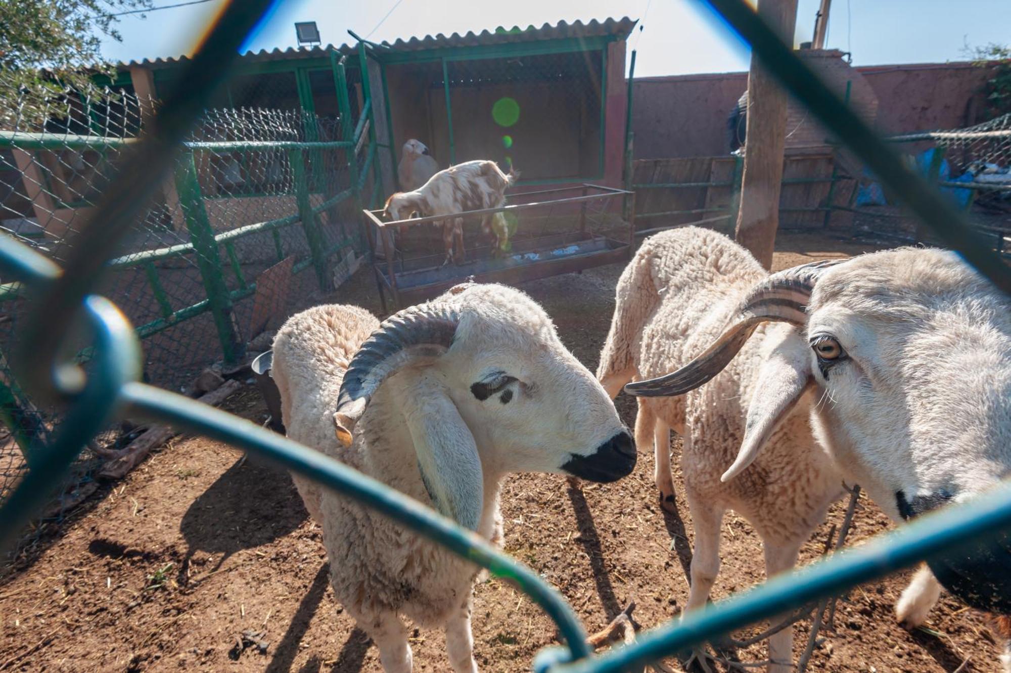 Ferme Sidi Safou & Spa Marrakesh Exterior photo