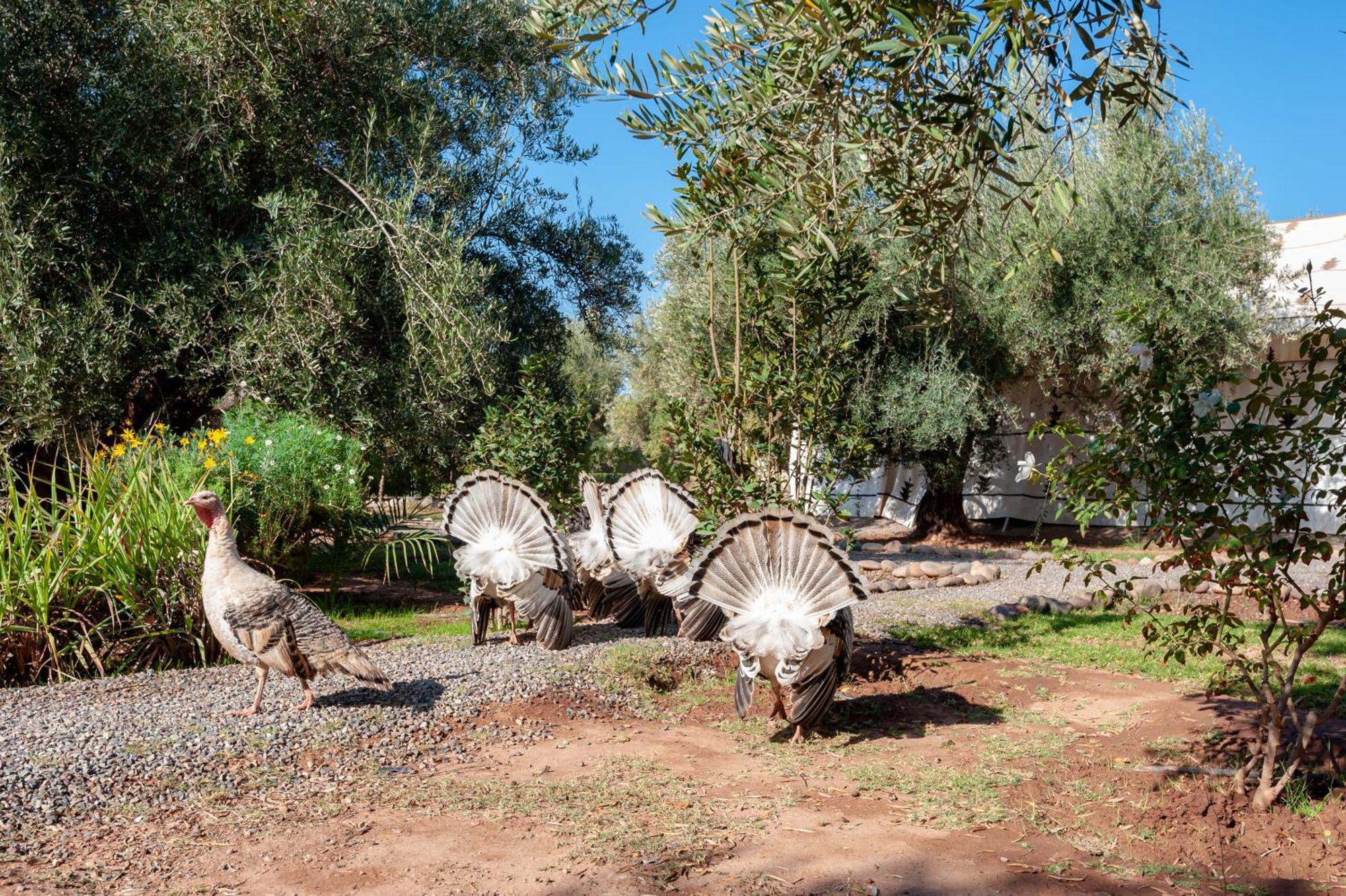 Ferme Sidi Safou & Spa Marrakesh Exterior photo