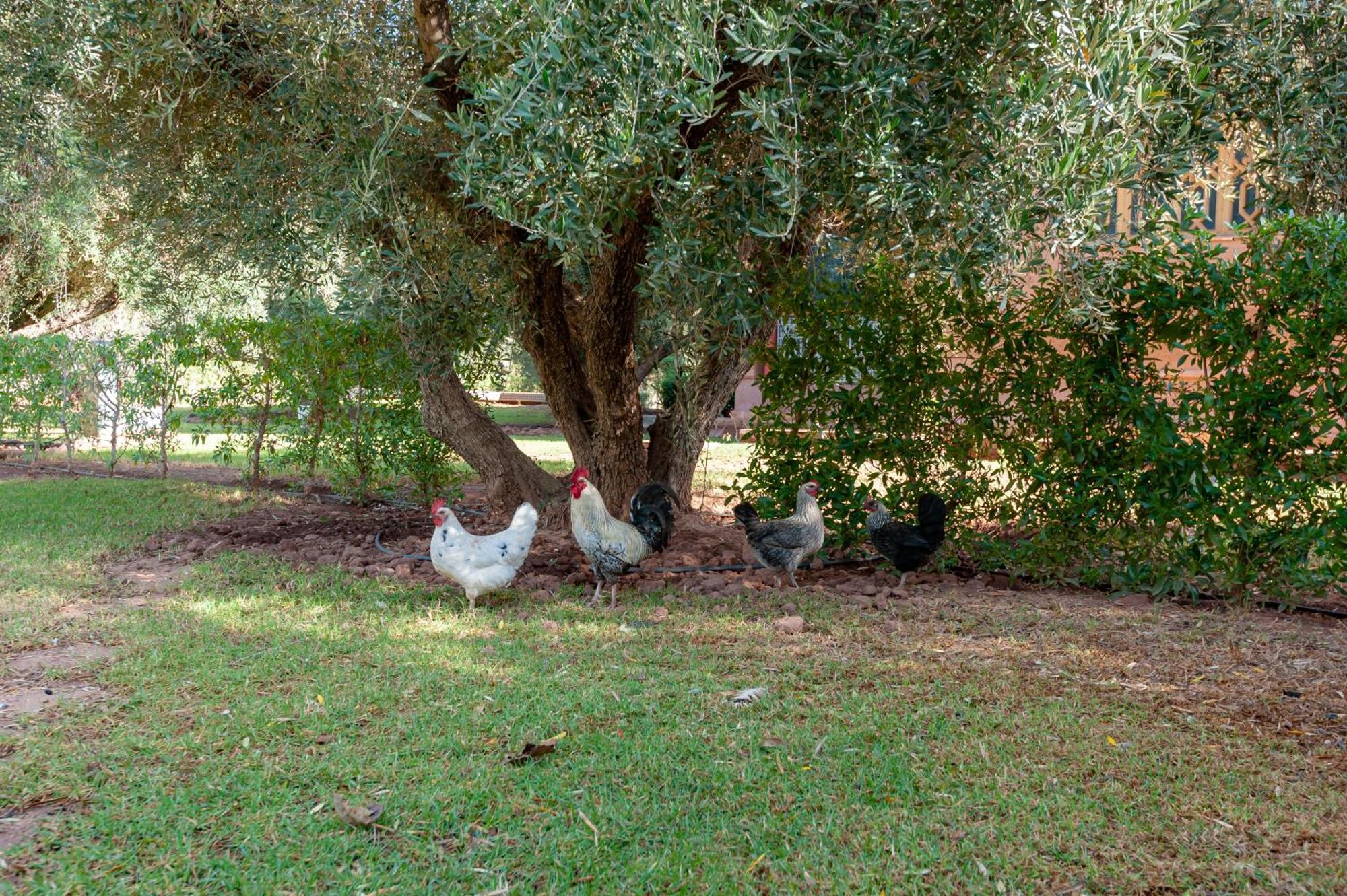 Ferme Sidi Safou & Spa Marrakesh Exterior photo